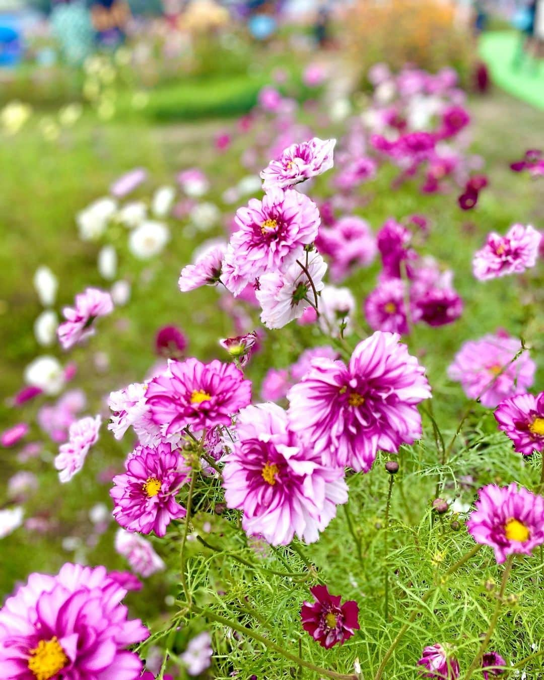 箕輪玖美さんのインスタグラム写真 - (箕輪玖美Instagram)「コスモス園をお散歩〜🌸 こんなに沢山の品種があるとは知らなかったなぁ😊 ・ ・ ランチはお風呂屋さんをリノベした可愛いカフェで🍽️ カレーがとっても美味しかった♪😋 ・ ・ お店から出ると秋祭りの獅子舞に遭遇✨ 秋の一時を満喫☺️🍂  #夢コスモス園 #コスモス #秋 #獅子舞 #秋祭り #タビジョ #タビスタグラム #京都旅行 #旅が好き #京都 #箕輪玖美」10月23日 8時36分 - kumi.111