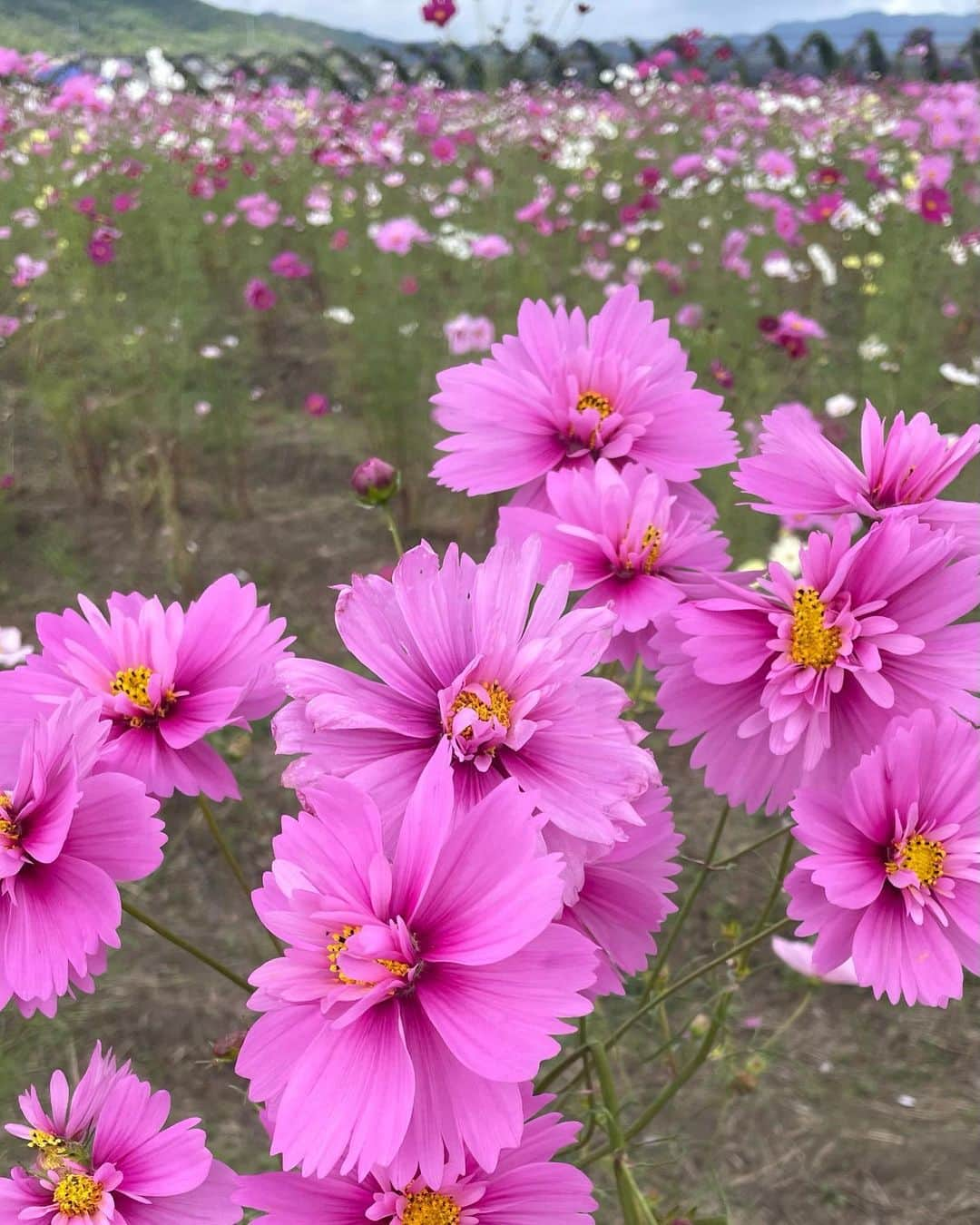 箕輪玖美さんのインスタグラム写真 - (箕輪玖美Instagram)「コスモス園をお散歩〜🌸 こんなに沢山の品種があるとは知らなかったなぁ😊 ・ ・ ランチはお風呂屋さんをリノベした可愛いカフェで🍽️ カレーがとっても美味しかった♪😋 ・ ・ お店から出ると秋祭りの獅子舞に遭遇✨ 秋の一時を満喫☺️🍂  #夢コスモス園 #コスモス #秋 #獅子舞 #秋祭り #タビジョ #タビスタグラム #京都旅行 #旅が好き #京都 #箕輪玖美」10月23日 8時36分 - kumi.111