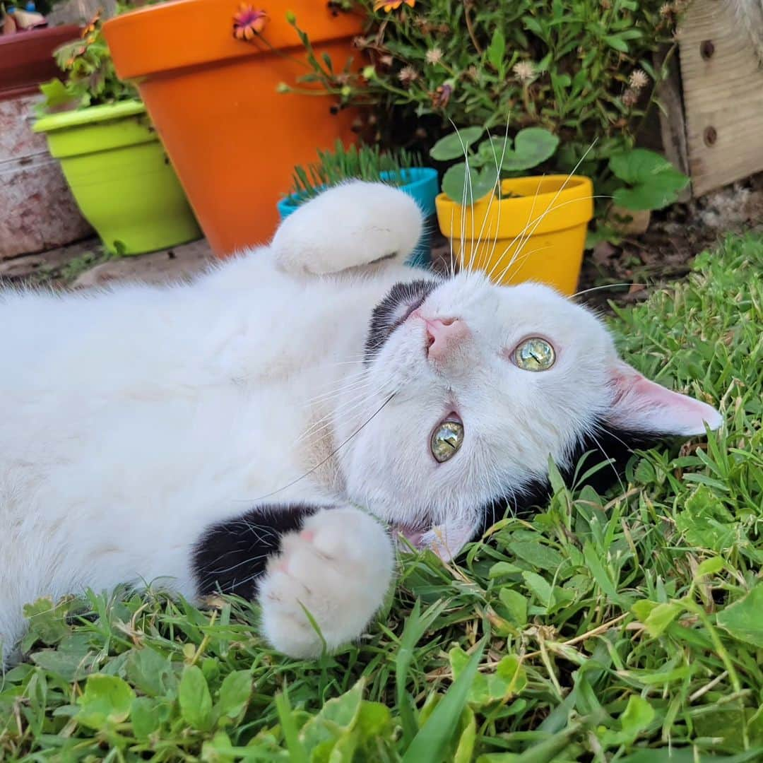 Garyさんのインスタグラム写真 - (GaryInstagram)「This morning I knew something was going on with Gus, and I checked his heart rate but that wasn't it. By the time noon rolled around after watching him for a few hours, I thought he was struggling to poop. I gave him some pumpkin and he promptly puked it up.I called UCD emergency and asked if I should bring him in, and they said that's often a sign of urinary blockage. Bingo. He's going to be in the hospital for a bit, but they successfully inserted the catheter, and tests seem to indicate this is an idiopathic blockage brought on by environmental stresses. There's no indication that he has stones according to the X-ray I guess it was, so probably no need for surgery. His kidney values were fine and normal and his urine was "unremarkable". The doctor said his urethra felt "sandy" when they cleared it out. Please, if any of you have experienced this kind of thing, the thing I'm most worried about is reoccurrence. Please tell me your experiences.」10月23日 9時18分 - omgdeedee