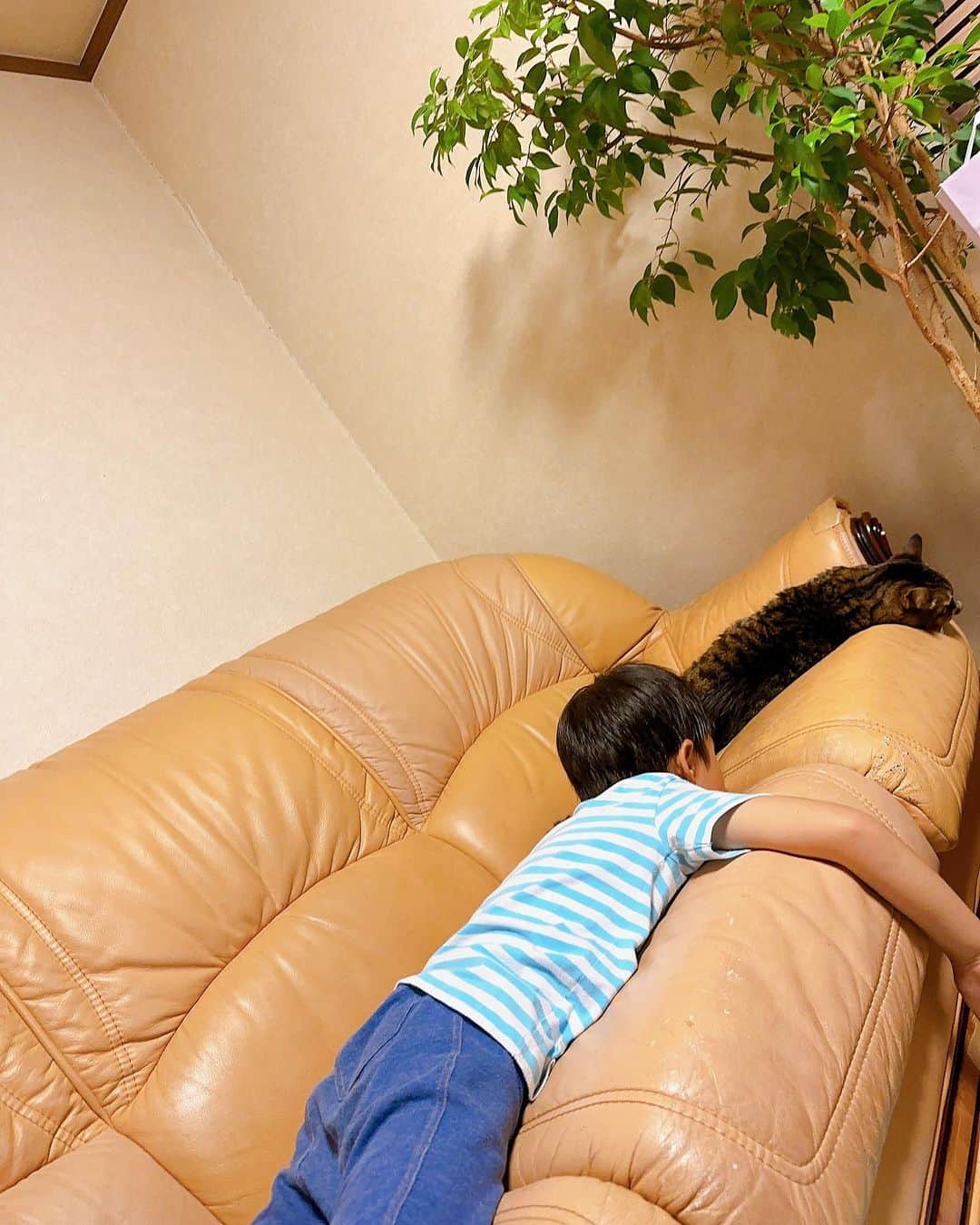 小野麻亜矢さんのインスタグラム写真 - (小野麻亜矢Instagram)「一緒に寝たい人と そうじゃないひと（猫）笑  8月中旬ぐらいのこの頃までは まだ2階に上がってくる元気があったけど  もう腎臓がダメになってきてて 今は2階まで、めったに来ない。。。  猫あるある  #猫愛 #愛猫 #腎臓病猫 #ご飯が食べられなくなってきた #夏の思い出 #振り返り投稿」10月23日 9時14分 - ono_maaya