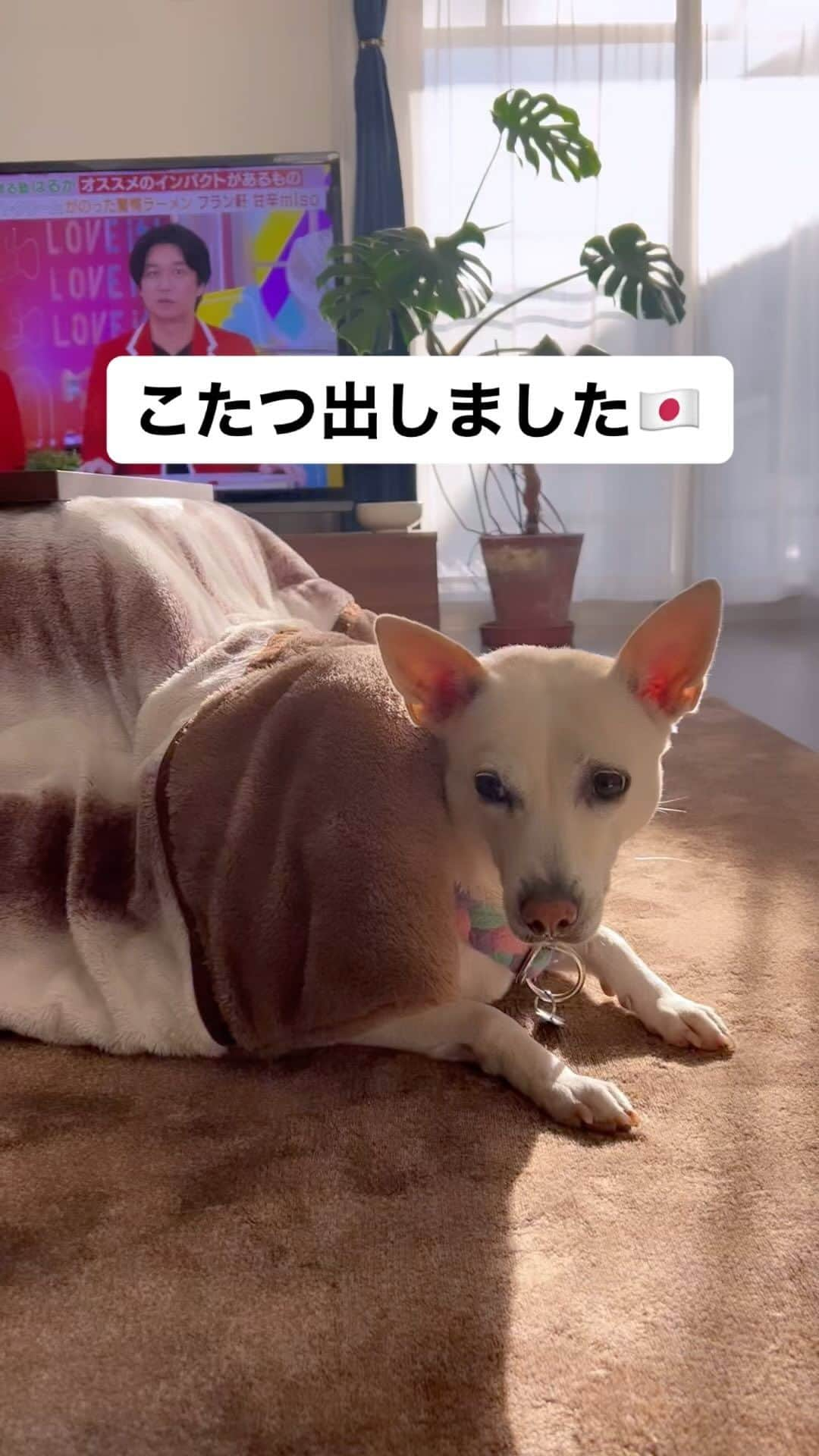 柴犬ハル&保護犬すずのインスタグラム