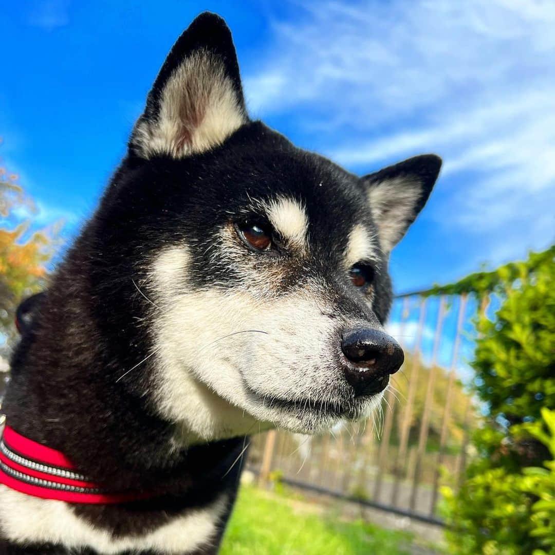 小川博永のインスタグラム：「昨日は息子くんと2人であいかわ公園で一日中遊んできた。1回だけなのに一緒に滑らされたローラー滑り台でお尻が打ち身になって痛い。。しかも尾てい骨の皮が剥けててヒリヒリする。。  #ししまる爺さん  #今朝まる #ししまる #dog #dogs #柴犬 #黒柴」