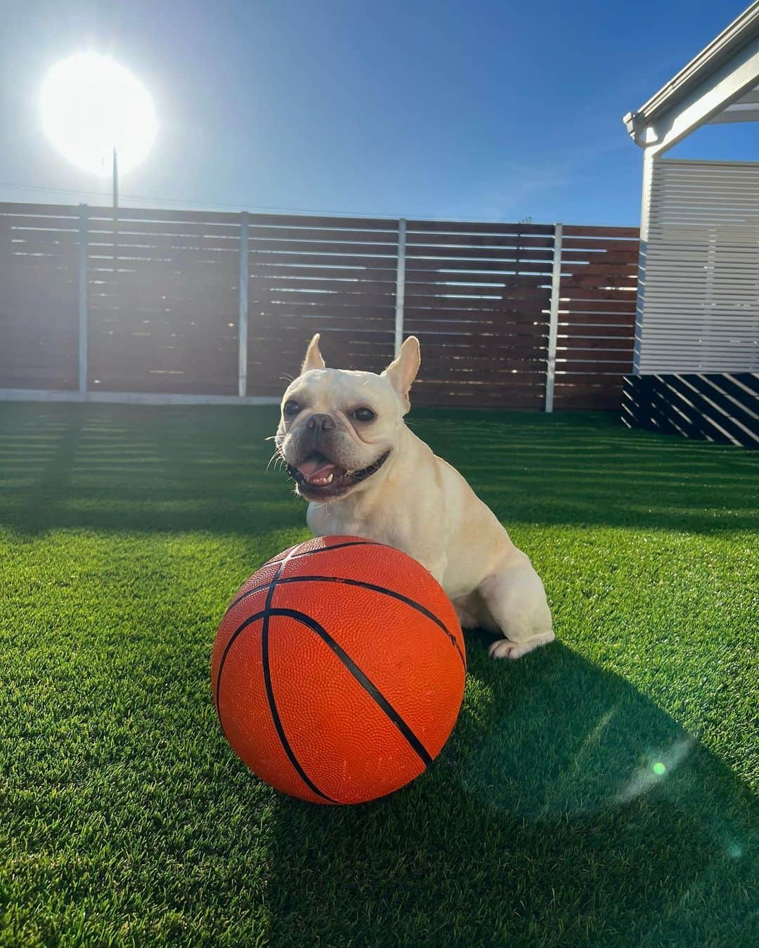 佐藤有里のインスタグラム：「ボール大好きまるたくん🏀 . . 今まで破壊してきたボールは数知れず。 咥えやすいサイズだとどんなに硬くて丈夫でも数分でボロボロにしてパンクさせてしまうため 日に日にサイズアップさせて (犬用ボール→大型犬用ボール→サッカーボール→ラグビーボール) とうとうバスケットボールにたどり着いた。笑  . . 彼は転がしたいのではなく、壊したいのだ。 #破壊王」