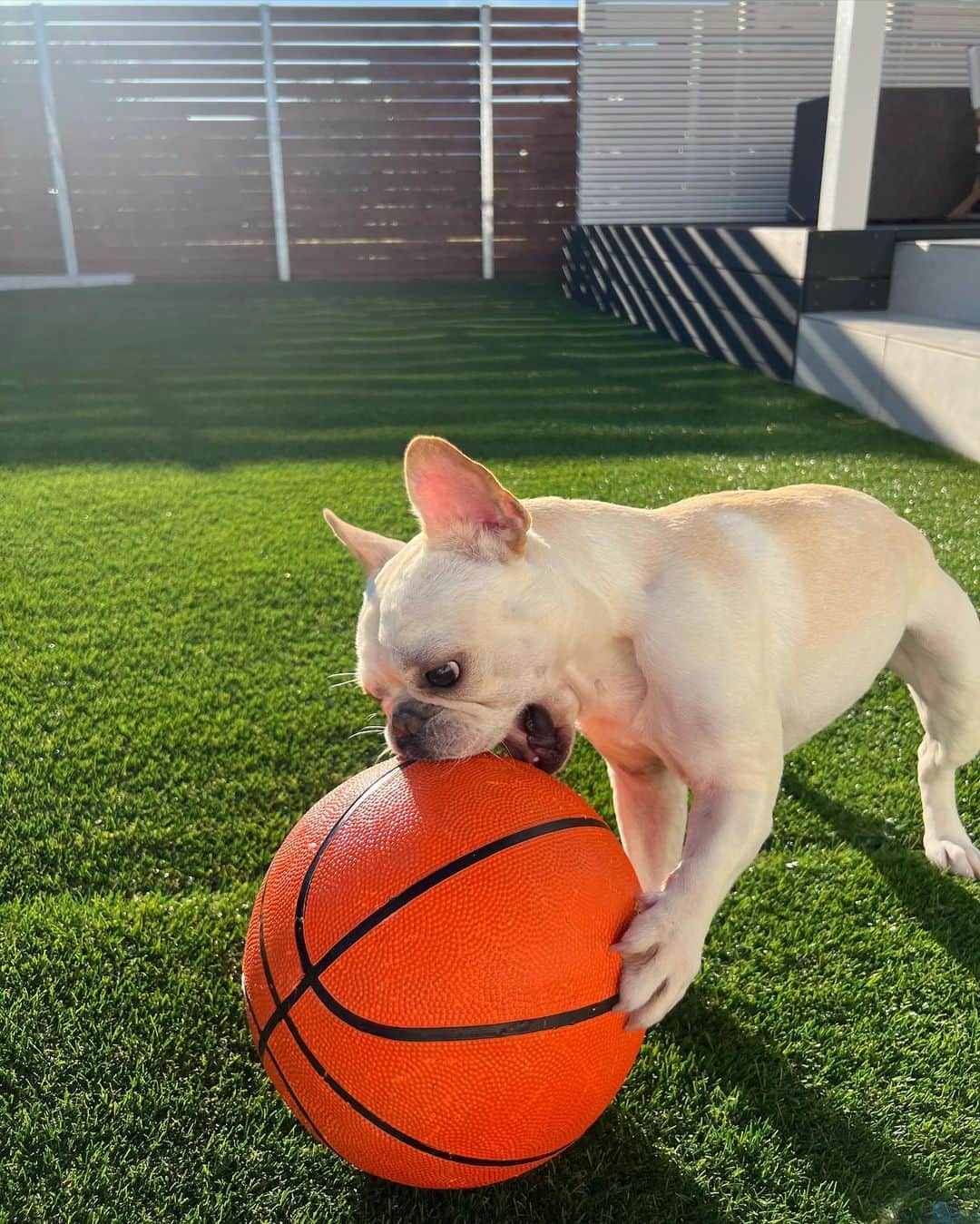 佐藤有里さんのインスタグラム写真 - (佐藤有里Instagram)「ボール大好きまるたくん🏀 . . 今まで破壊してきたボールは数知れず。 咥えやすいサイズだとどんなに硬くて丈夫でも数分でボロボロにしてパンクさせてしまうため 日に日にサイズアップさせて (犬用ボール→大型犬用ボール→サッカーボール→ラグビーボール) とうとうバスケットボールにたどり着いた。笑  . . 彼は転がしたいのではなく、壊したいのだ。 #破壊王」10月23日 9時53分 - yuri_212
