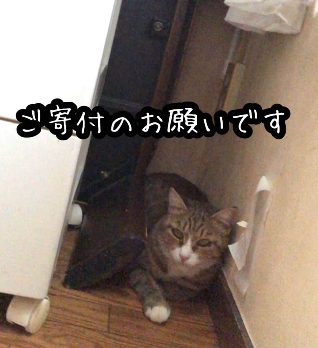 marimon0703__のインスタグラム：「今回医療費、活動費のご支援のお願いの投稿です。  最近はプラムもホイップも体調が安定していて1匹あたりの大きな医療費はかかっていないのですが、寒暖差の影響なのか体調崩す子も多く子猫達は風邪の治療が長引いています。  保護して受け入れてもらった子の初期医療費負担、お外の子の毎日のご飯、TNR活動費、ななちゃんの診察など急な出費があり個人で負担するには厳しい状況になってしまい今回寄付のお願いすることにいたしました🙇‍♀️  ご寄付先 rinchan0823 (PayPay)  ゆうちょ銀行 10290-75627411  ゆうちょ銀行　(店名の場合) 〇二八 店（ゼロニハチ店） 7562741  口座名義人タ○ワ　ア○○ (支払い画面に名前は掲載されます)  現在預かりさん含めて募集中の子36匹 ＋うちの子　あとダル🐰もいます。 そのうちの8匹は生後５ヶ月になので早々に避妊去勢手術をする子もいると思います。 (合計で13匹の手術が控えています。) また当たり前ですがうちの子達の医療費とは別々に支払いしています。  ご支援、ご協力頂けると幸いです😢 よろしくお願いいたします。  ＊＊＊  ななちゃんの出産はまだです。 昨日のお昼におしるし？のようなものがあったので今日、明日かなと思います。 1枚目の写真はななちゃん。いつも会いに行くとこんな感じ隠れて顔しか見れない状況でした。 現在はダンボールを用意して出産の準備に備えています。 色々と心配ですが無事に産まれてくるのを待ちたいと思います。  #ご支援のお願い」