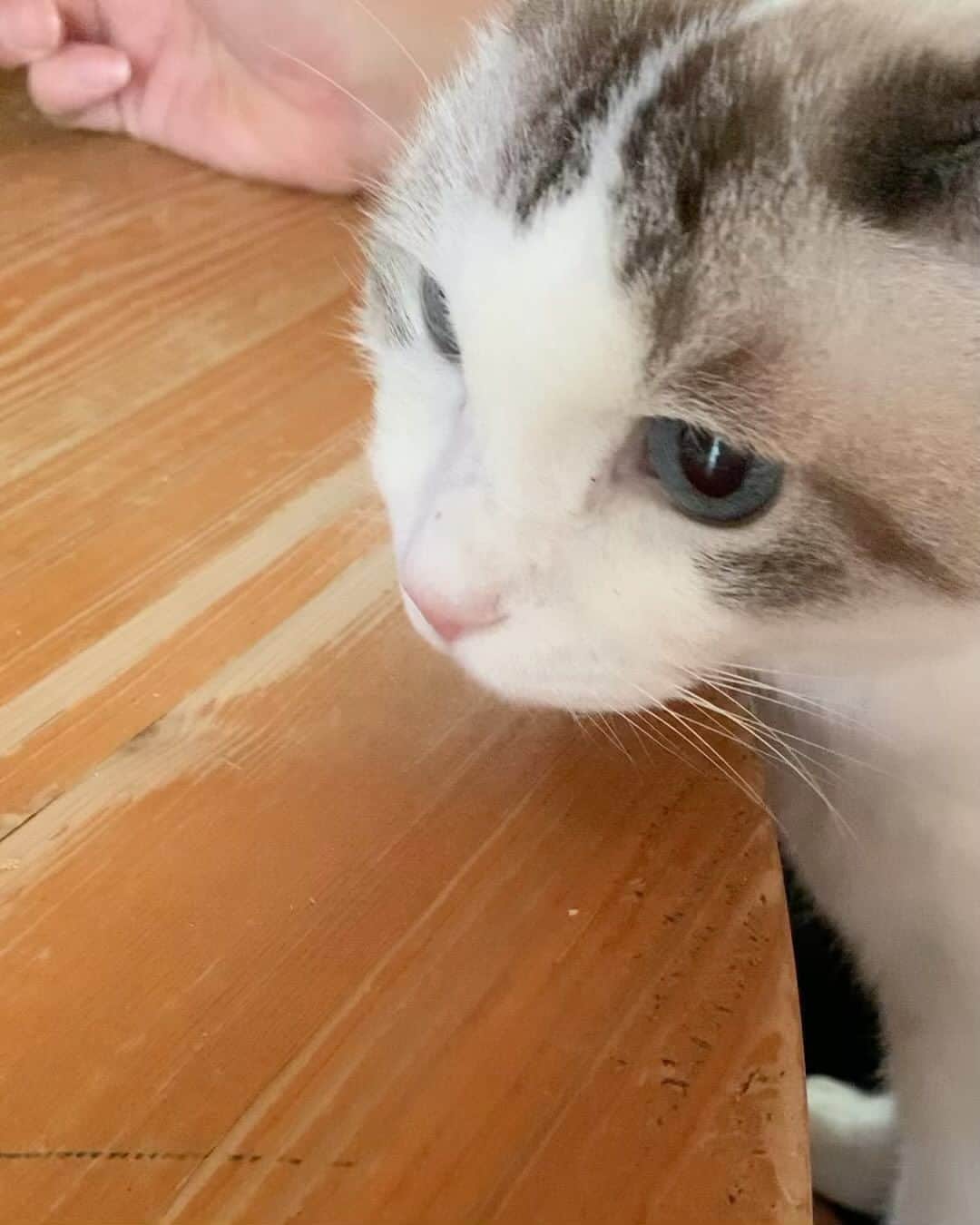 くるねこ大和のインスタグラム