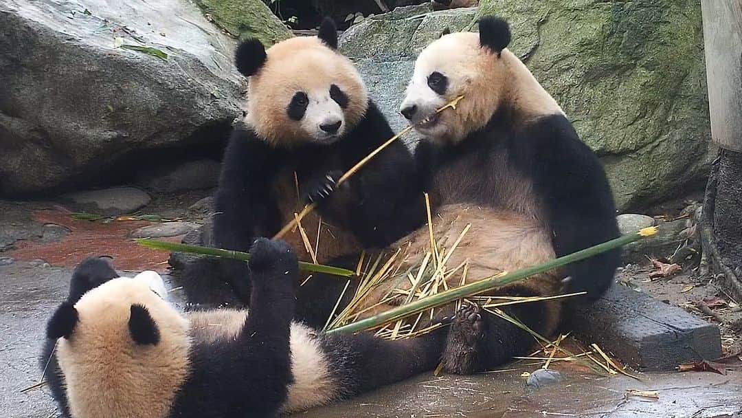 のインスタグラム：「- Panda mom, you are spoiling your greedy daughters! - I have no choice. How can you say no to these adorable faces? (Pan Qing, Qing Hua & Qing Lu) 🐼 🐼 🐼 #Panda #iPanda #Cute #HiPanda #CCRCGP   For more panda information, please check out: https://en.ipanda.com」