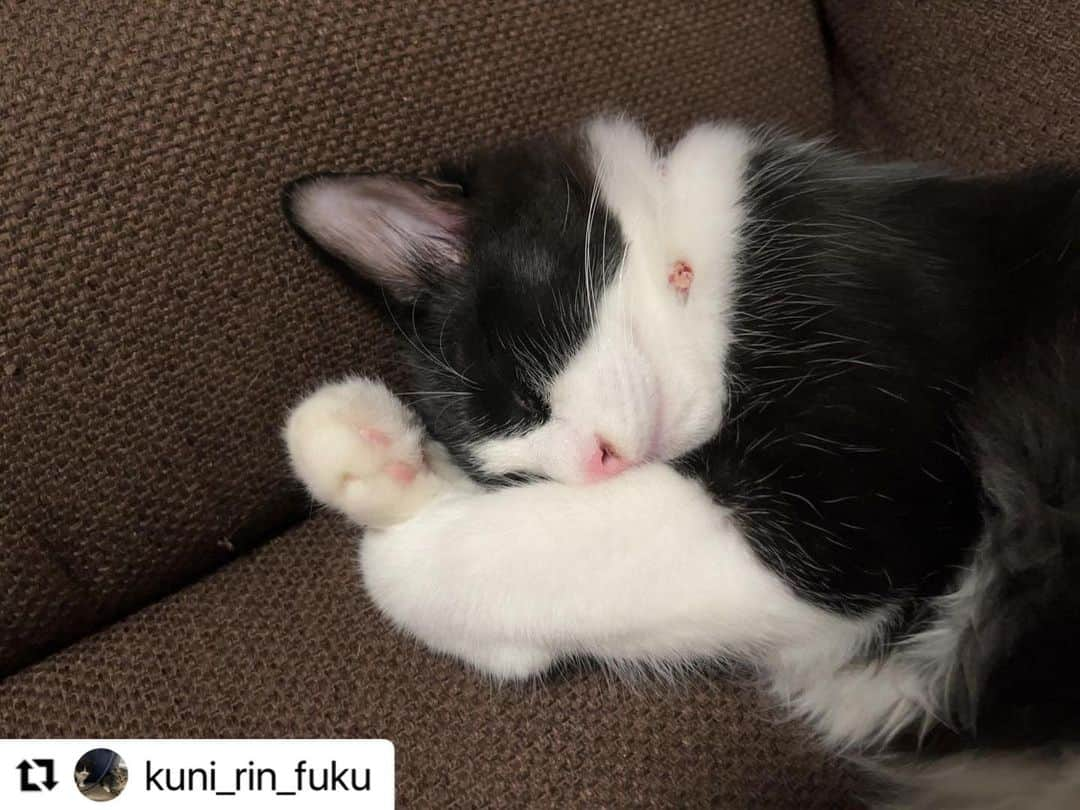 【公式】いぬのきもち・ねこのきもちのインスタグラム：「#Repost kuni_rin_fuku さんのkuniちゃん。  お仕事で遅くなるママを待ちながら、 寝ちゃった😴  ハッシュタグ #いぬのきもち #ねこのきもち に投稿いただいた可愛い写真をご紹介しています！ 「いぬのきもちWEB　MAGAZINE」、「ねこのきもちWEB MAGAZINE」でもご紹介させていただくことも！  -------------------  .  #ねこ #猫  #ねこすたぐらむ #ねこのきもち #ねこ好き #ねこと暮らす #ねこ好きさんと繋がりたい #猫好きな人と繋がりたい #猫がいる生活 #猫と暮らす#猫好き #cat #catstagram #catsofinstagram #cats_of_instagram」