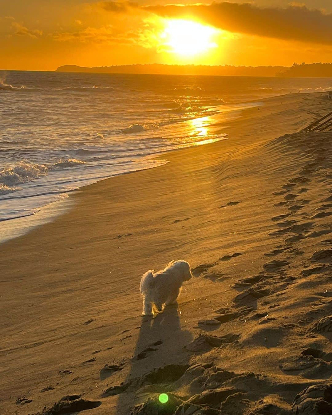カミール・グラマーさんのインスタグラム写真 - (カミール・グラマーInstagram)「Beautiful sunset at the beach. My pups love running the beach. Even my dear 15 yr old pup Joey runs the beach like a 8 year old dog. . #malibusenset #sunset #dog #havanese #malibu #dance @kimberloo1122」10月23日 10時56分 - therealcamille