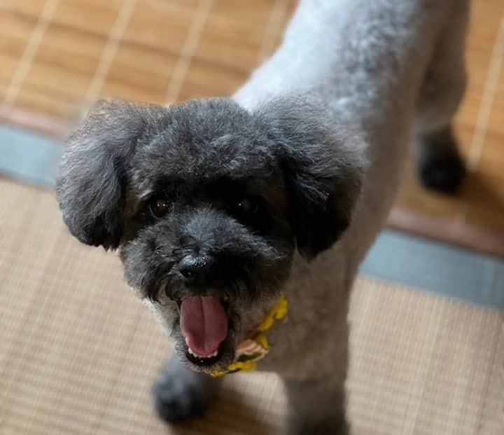 sippoさんのインスタグラム写真 - (sippoInstagram)「『sippoストーリー 』からの紹介です🐕 トイプードルのふぅくん（13歳11カ月）毎朝一度起こしてから布団にもぐる😂歳をとるに連れて甘えん坊度と偏屈さが加速していくのが愛おしい😚💕  飼い主さん：トイプードル ㅤ sippoのサイト（sippo.asahi.com）で、飼い主さんに投稿してもらった、犬や猫のとっておきストーリーをご紹介しています。 @sippo_official プロフィールのサイトリンクから、『sippoストーリー 』をご覧下さい👀✨ ㅤ あなたとペットのストーリーを募集しています！ #sippoストーリー をつけて、犬や猫の写真を投稿してくださいね🌸採用された方には、編集部からDMでご連絡差し上げます🐾  #sippoストーリー #犬 #イヌ #ワンコ #トイプードル #トイプ」10月23日 11時00分 - sippo_official