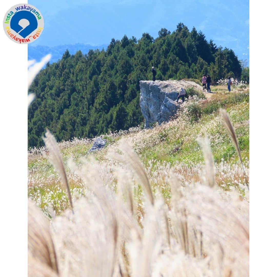 和歌山県のインスタグラム：「. Insta_Wakayamaでは、皆さんがハッシュタグをつけて投稿してくださった写真から、素敵な写真をご紹介させていただきます。本日のピックアップ @hiroki.1984 さんのお写真です。 ハッシュタグのご利用ありがとうございます！  . こちらの写真は紀美野町と有田川町にまたがる生石高原のススキの写真です！ 生石高原のススキは和歌山県内の秋の名所で有名ですよね🌟  標高870メートルの絶景と黄金色のススキは、とっても素敵です💗 朝日や夕暮れなどは、また違った雰囲気でススキが楽しめるそうですよ🌾🌾  皆様もぜひ、生石高原へ訪れてみてはいかがでしょうか。  . 和歌山に関する投稿には「 #insta_wakayama 」のハッシュタグをつけてください！ 和歌山の魅力を皆さんで発信していきましょう！ ハッシュタグをつけると同時に、写真の場所の記載・位置情報の登録もお願いします🎵  . フィーチャーしたお写真には撮影者の方が必ずいます。 お写真に関係のないコメントを残さないようにお願いします。  #和歌山 #和歌山県 #wakayama #紀美野町 #有田川町 #生石高原 #ススキ #秋 #autumn#insta_wakayama #instameet_wakayama #wakayamagram #nagomi_wakayama #visitwakayama#retrip_news #japan #なんて素敵な和歌山なんでしょう」