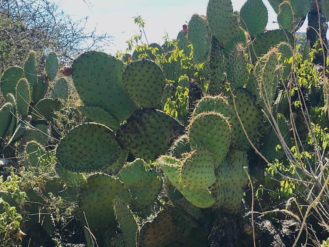三角みづ紀さんのインスタグラム写真 - (三角みづ紀Instagram)「メキメキシコシティからバスで3時間の土地へ。この国にきてからまだ2週間しか経っていないというのが信じられないほどの濃厚な日々です。おやすみなさい。サボテンの実にほれぼれしたよ。エッセイに書くね。 #メキシコ旅行 #メキシコ #イスミキルパン #旅 #エッセイ#詩人 #詩」10月23日 11時34分 - misumimizuki