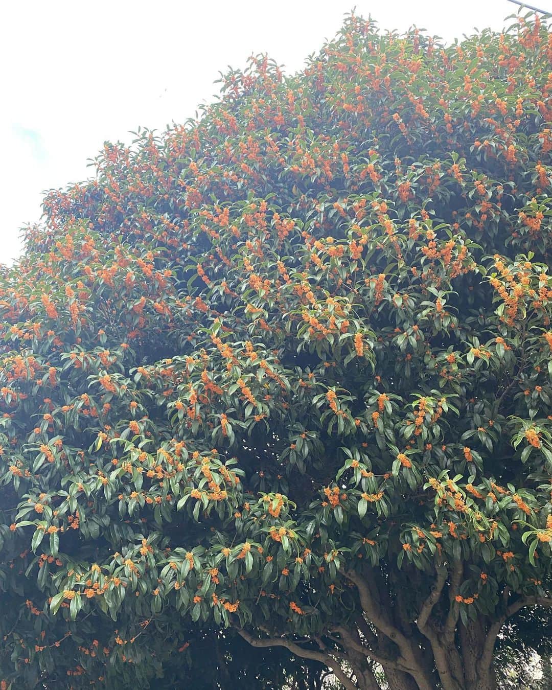 生野陽子さんのインスタグラム写真 - (生野陽子Instagram)「🍂 週末もご覧いただき ありがとうございました！  金木犀の香りが広がる季節。 先日とても大きな木を見つけました☺︎」10月23日 11時45分 - yoko_shono