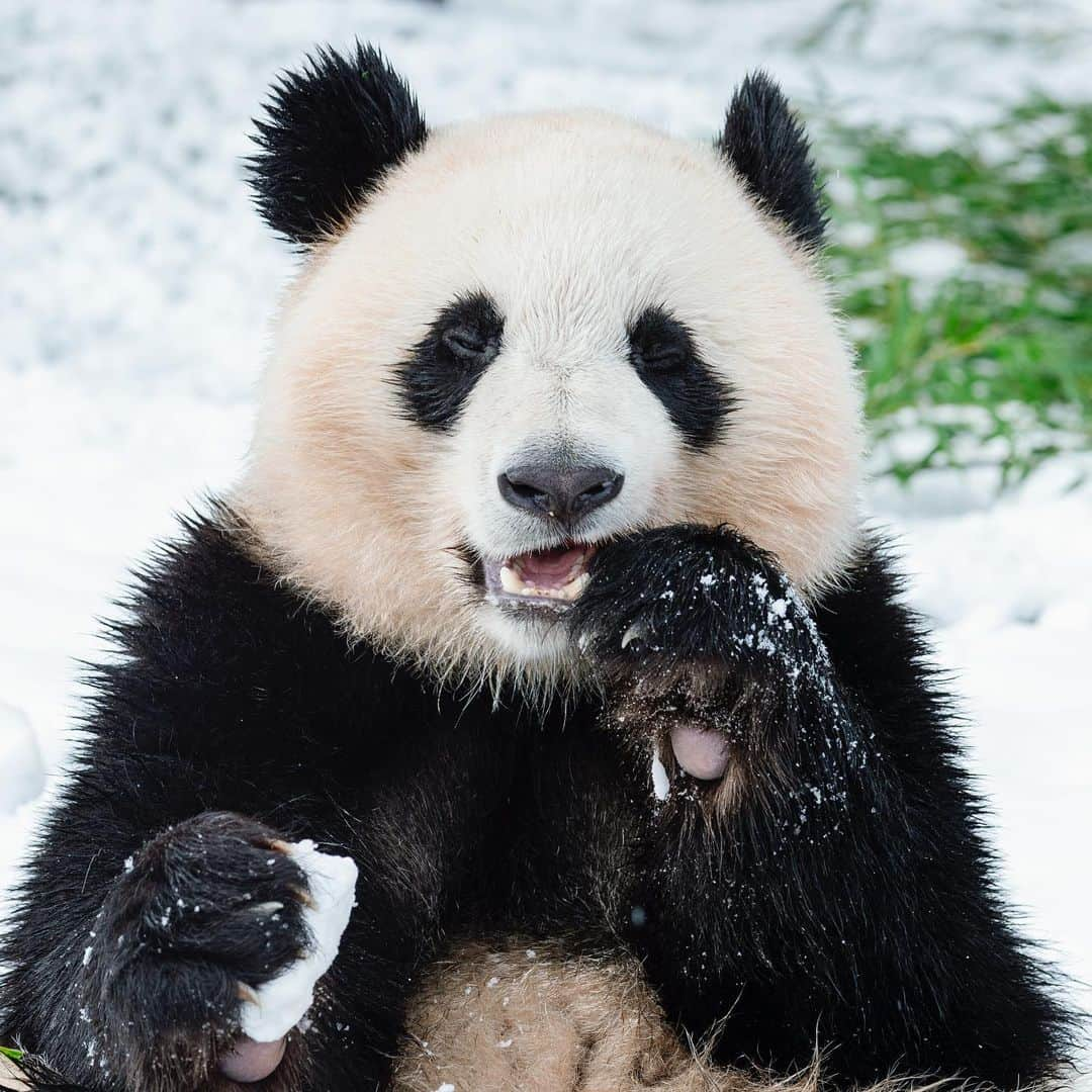 パンダ（白浜）さんのインスタグラム写真 - (パンダ（白浜）Instagram)「#cutepanda #funnypanda #panda #パンダ #pandababy #pandas #cute #animal #animals #zoo #baby #love #adventureworld #アドベンチャーワールド #動物 #動物園 #かわいい #あかちゃん #ベイビー」10月23日 11時58分 - hellopanda_book