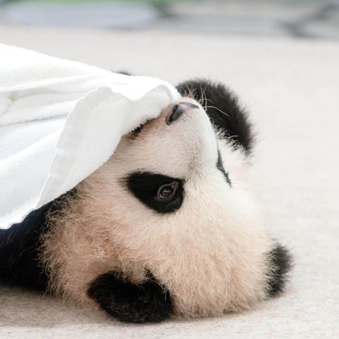 パンダ（白浜）のインスタグラム：「#cutepanda #funnypanda #panda #パンダ #pandababy #pandas #cute #animal #animals #zoo #baby #love #adventureworld #アドベンチャーワールド #動物 #動物園 #かわいい #あかちゃん #ベイビー」