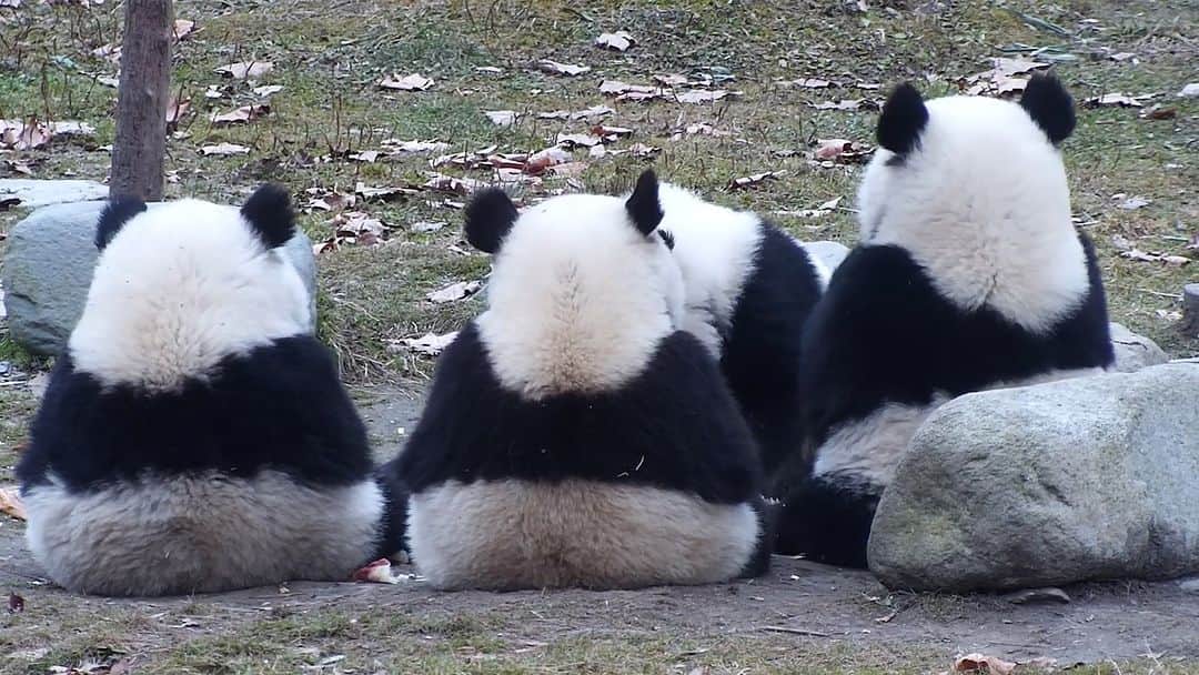 のインスタグラム：「Pandas eat bamboo but give cuteness. Isn’t it miraculous? 🐼 🐼 🐼 #Panda #iPanda #Cute #HiPanda #CCRCGP  For more panda information, please check out: https://en.ipanda.com」