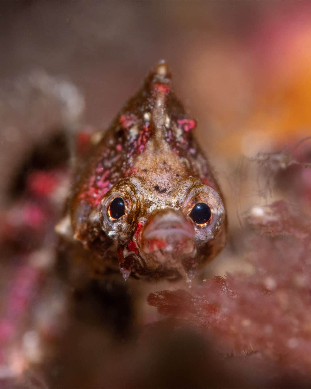 Nikon Australiaさんのインスタグラム写真 - (Nikon AustraliaInstagram)「Diving deep into the world of underwater photography, @nicolaslenaremy is a true camera maestro, and his latest review of the incredible Z 9 speaks volumes.  Based in Sydney, his captivating images have won over 35 global awards and grace the pages of both Aussie and international media. In 2023, @nicolaslenaremy  pioneered The Underwater Club—an innovative online school with 40+ self-paced lessons and exciting monthly events, making waves in underwater photography education.  Visit the link in our bio to discover more about @nicolaslenaremy’s incredible photography and engaging workshops.   #Nikon #NikonAustralia #NikonCreators #MyNikonLife #NIKKOR #NikonZ9 #Z9 #UnderwaterPhotography #WildlifePhotography #Australia」10月23日 12時30分 - nikonaustralia