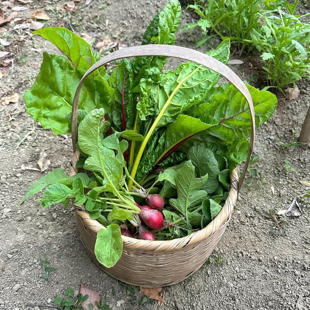 Asano Minamiのインスタグラム：「今年は暑くて雨が全然降らなかったので、野菜の出来はまあまあだけど、なんとか収穫できた👏 ので、スイスチャードのおむすび弁当を。いま育ててる紫大根と紅心大根も楽しみ！」