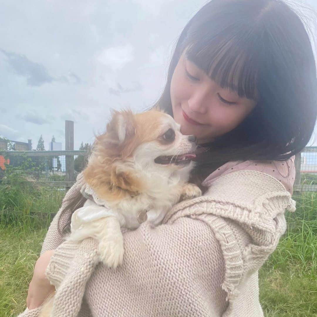 佐藤妃星さんのインスタグラム写真 - (佐藤妃星Instagram)「🐶🐶🐶  #佐藤妃星 #愛犬 #ドッグラン #チワワ #dog #dogrun #🐶」10月23日 13時22分 - 8iikiichan