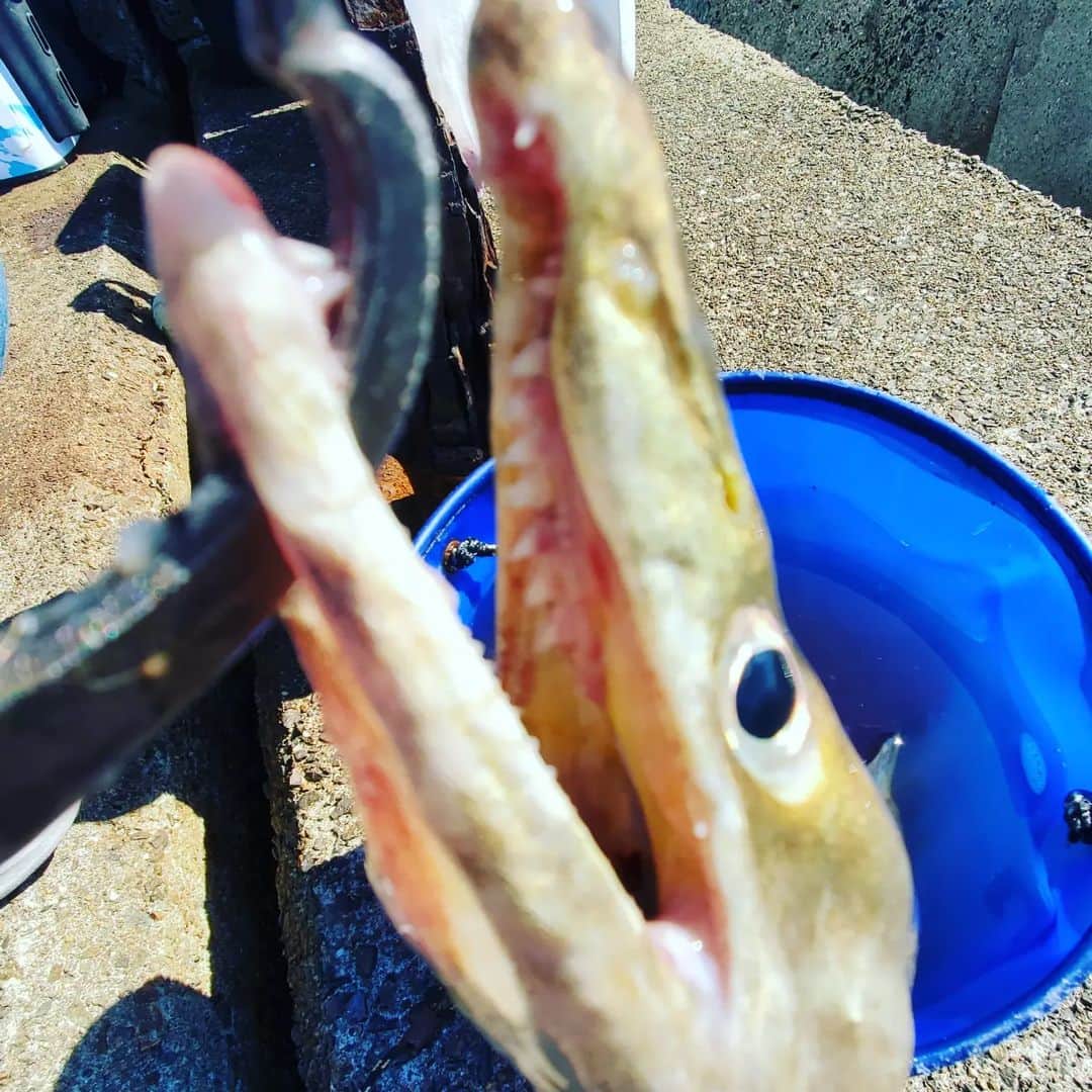 サトシさんのインスタグラム写真 - (サトシInstagram)「今回もたくさん釣れました🐟⁡ ⁡朝マズメにお仲間がノマセとルアーでメジロをゲット！⁡ ⁡サトシは、、アタリはあるのに掛からず😢⁡ ⁡⁡ ⁡その後ヒットして竿先が入る程の掛かりやったから青物や！と思ったら大きめのエソが、ヌーっと上がってきました。⁡ ⁡⁡ ⁡もうエソ部長です。⁡ ⁡⁡ チャンスらしいチャンスは朝だけですねぇ。⁡ ⁡⁡ ⁡今日も楽しかった✨⁡ ⁡⁡ ⁡#ほんわか釣り倶楽部 #ショアジギング #青物 #釣り #南港 #釣りガール  #メジャークラフト #愛媛釣り #タコ #夢フィッシング #新波止 #ヤザワ渡船」10月23日 13時18分 - satoshi_honwaka