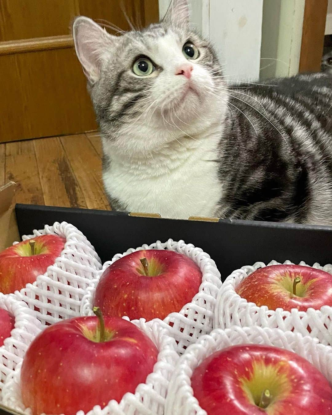 kamunaのインスタグラム：「この美味しそうな大きな🍎は @appleart.n さまからご提供いただきました。 私はリンゴ大好きなのですが、好きになったのはインスタで知った🍎の生産者様の直売を食べてからです‼️  @appleart.n さまは伊勢神宮に奉納されるりんごを作られている信州立科町のりんご農園です。 立科町何度か行ったことありますが、リンゴの町です！今の季節の立科町の道の駅はりんごでいっぱい🍎😍 りんご直売🍎っていうのぼりもたくさん見かけます。 収穫してすぐに発送されたこのりんごはシナノスイートです。 シナノスイートは甘くてジューシーなリンゴで甘いりんごが好きな方向けです🍎 フルーツの嫌いな人ってあんまりいないかと思うんですが、身近なフルーツであるリンゴ🍎は口にする機会も多くみんな好きですよね。 でもスーパーで買ってくるりんごって収穫がいつされたものかわからなくて買ってきて食べたらボケてる事ないですか？ 水分が抜けちゃってシャキッとしてないリンゴっておいしくないですよねー。 なので生産者から直に届く果物ってすごくいいんです！誰が作っていつ収穫したのかわかるので消費者にとっても生産者にとっても、すごくいいんです❤️  今回は@appleart.n　さまにご提供していただきました。@appleart.n　さまありがとうございましたせ PR @appleart.n #リンゴ #旬の食材 #サンふじ #りんご好き #林檎 #秋の果物 #秋の果物大好き #フルーツ好き」