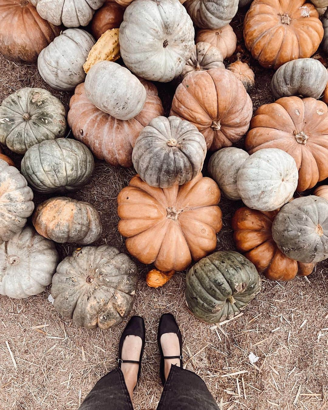 ケリー・マレーさんのインスタグラム写真 - (ケリー・マレーInstagram)「Punkins @@gofffamilypumpkinpatch」10月23日 14時30分 - kelli_murray