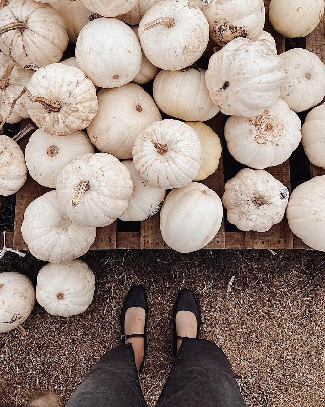 ケリー・マレーのインスタグラム：「Punkins @@gofffamilypumpkinpatch」