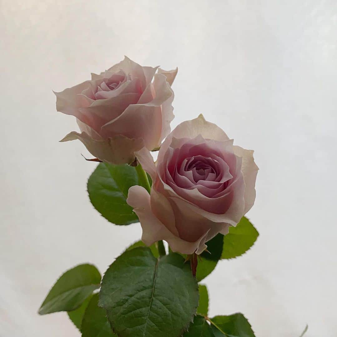 後藤しおりさんのインスタグラム写真 - (後藤しおりInstagram)「朝、お客さまから温かなメールがたくさん届き、しみじみと幸せに浸りながらお料理を作っていたところ、関西のお客さまから優しさ溢れる贈りものが届いて胸がいっぱいになりました。受け取った分以上にまた誰かに渡すことができたら。今日は帰り道、自分への小さなご褒美に近所のお花屋さんで淡いピンクの薔薇をお持ち帰り。」10月23日 14時59分 - shiorigoto_tou