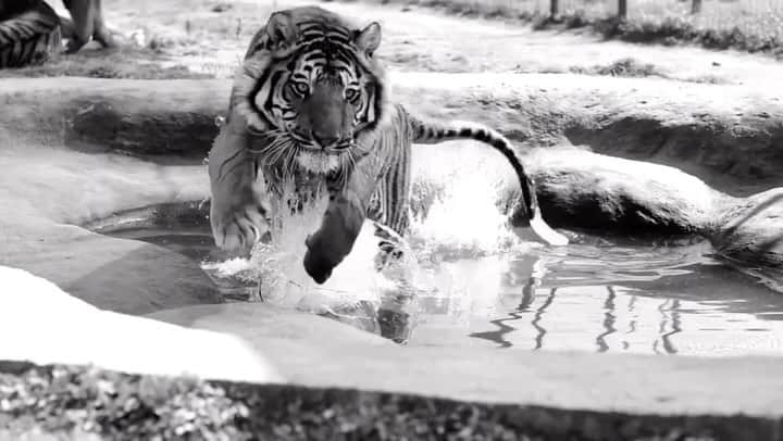 Black Jaguar-White Tiger のインスタグラム：「A terrible video of The Blue Warrior  by Gavin :)」