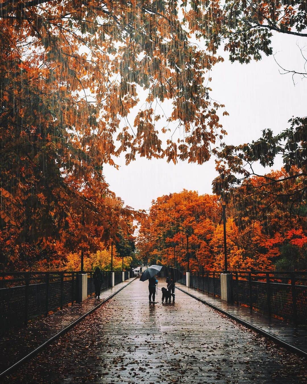 kaelさんのインスタグラム写真 - (kaelInstagram)「Around the neighbourhood. Do you get fall colours where you live?」10月24日 1時12分 - punkodelish