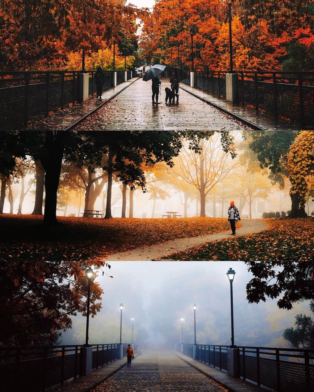 kaelのインスタグラム：「Around the neighbourhood. Do you get fall colours where you live?」