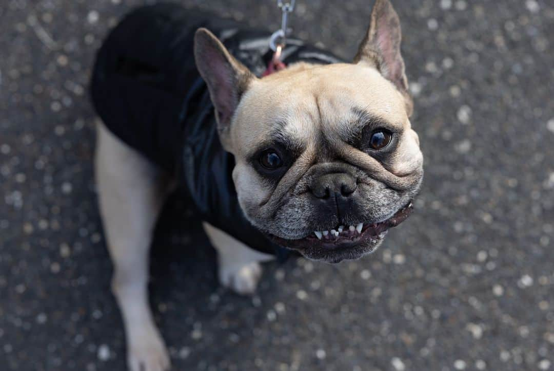 Subaru of Americaさんのインスタグラム写真 - (Subaru of AmericaInstagram)「Last week, Subaru employees volunteered at the Vets on Wheels program with the Animal Welfare Association to help celebrate Camden's #MakeADogsDay with residents and their furry friends.   Attendees and their pets enjoyed games, food trucks, giveaways, and free pet medical services.  Click the link in our bio to learn more about #SubaruLovesPets.  #LifeAtSubaru」10月24日 1時13分 - subaru_usa