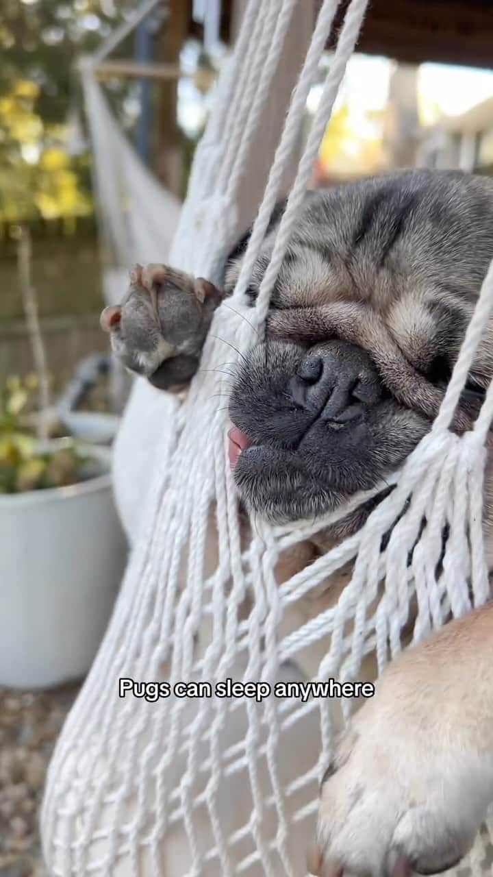 itsdougthepugのインスタグラム：「Oh, to nap like a pug 😴」