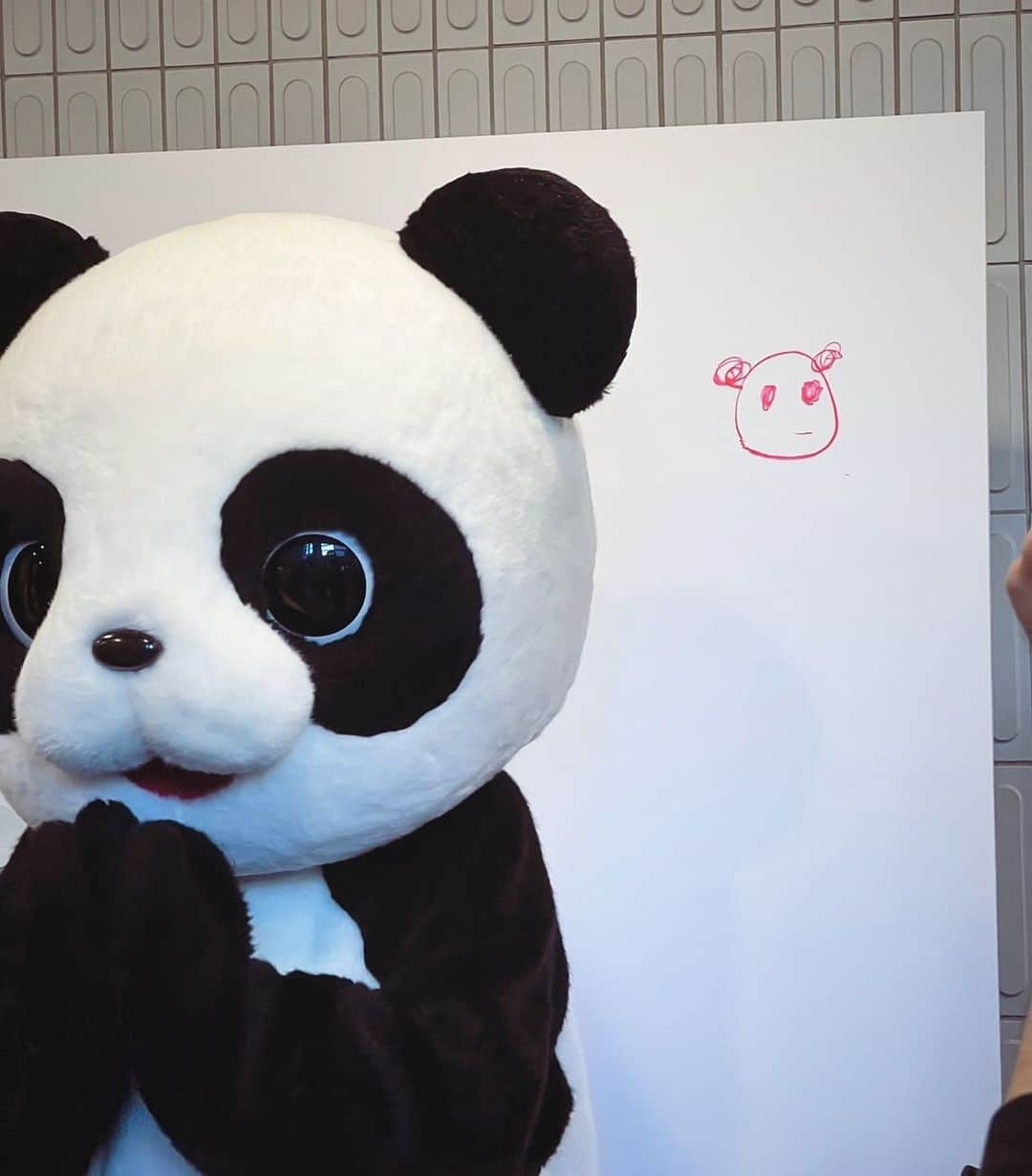 小林愛香のインスタグラム：「🐼 爆誕祭の余韻でぽやぽや。 もうみんなにあいたいねえ〜  これはぱんだのときのわたし。 みんなのぱんだ投稿も見てても もうすぐわたしって確信してて笑っちゃう。  動きをちょっとぎこちなくしたり 書く絵を少しいつもと違くしたり わたしとバレないように工夫したのに 歩いてるだけで、すぐバレるのなに。  あいきゃん！あいかちゃーん！って いろんなところでこの姿のとき 言われて、必死で無視したのに！！！ ぷん！ゆるす！」