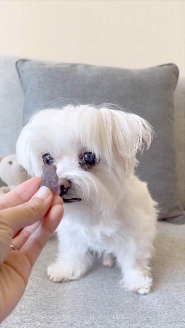 hi.arodのインスタグラム：「My gummy bear has a popcorn scent 🍿😂 #maltese #paw #trickortreatsmellmyfeet #myfeet #pawsome #pawsup #fyp #foryoupage #dogsofinstagram #dogsoffacebook #mypaw #pawfect #pawpaw #malteselovers #malteseofficial #dogspaw #dogvideos #doggo #malteseboy」