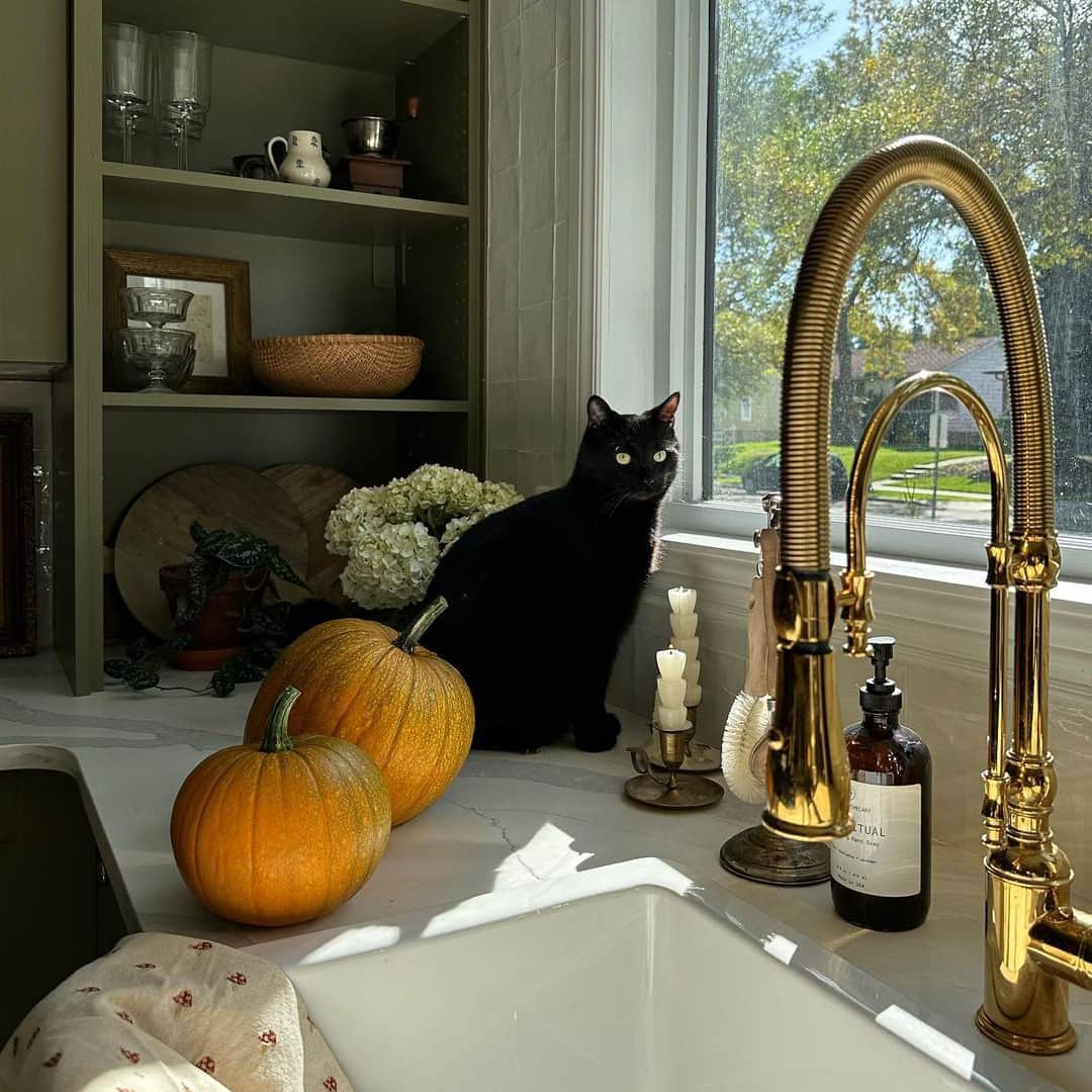 のインスタグラム：「Some cats were made for ghouls, ghosts, and goblins season. 😸🐈‍⬛ Share your cat’s spooky pics with us in our story! 📸🕷️  Photos courtesy of: @natalieapaquin @thethriftedfeline @octoberwoods  #halloween #blackcats #halloweenspirit #spookyseason #catlovers #freshsteplitter #freshstep」