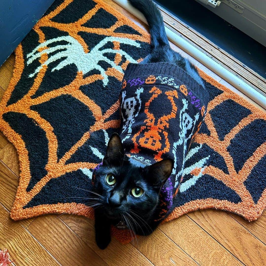 Fresh Stepさんのインスタグラム写真 - (Fresh StepInstagram)「Some cats were made for ghouls, ghosts, and goblins season. 😸🐈‍⬛ Share your cat’s spooky pics with us in our story! 📸🕷️  Photos courtesy of: @natalieapaquin @thethriftedfeline @octoberwoods  #halloween #blackcats #halloweenspirit #spookyseason #catlovers #freshsteplitter #freshstep」10月24日 2時02分 - freshstep