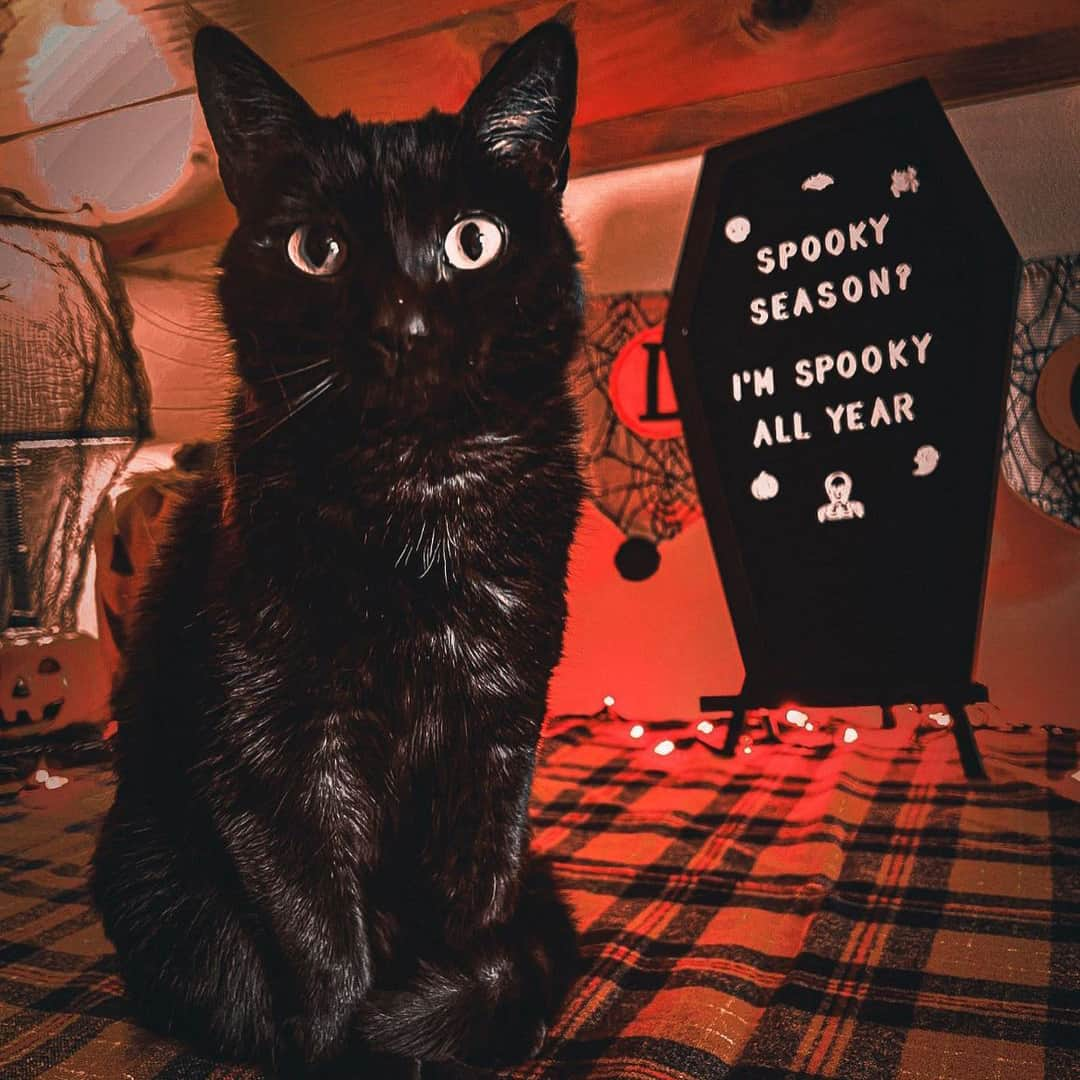 Fresh Stepさんのインスタグラム写真 - (Fresh StepInstagram)「Some cats were made for ghouls, ghosts, and goblins season. 😸🐈‍⬛ Share your cat’s spooky pics with us in our story! 📸🕷️  Photos courtesy of: @natalieapaquin @thethriftedfeline @octoberwoods  #halloween #blackcats #halloweenspirit #spookyseason #catlovers #freshsteplitter #freshstep」10月24日 2時02分 - freshstep