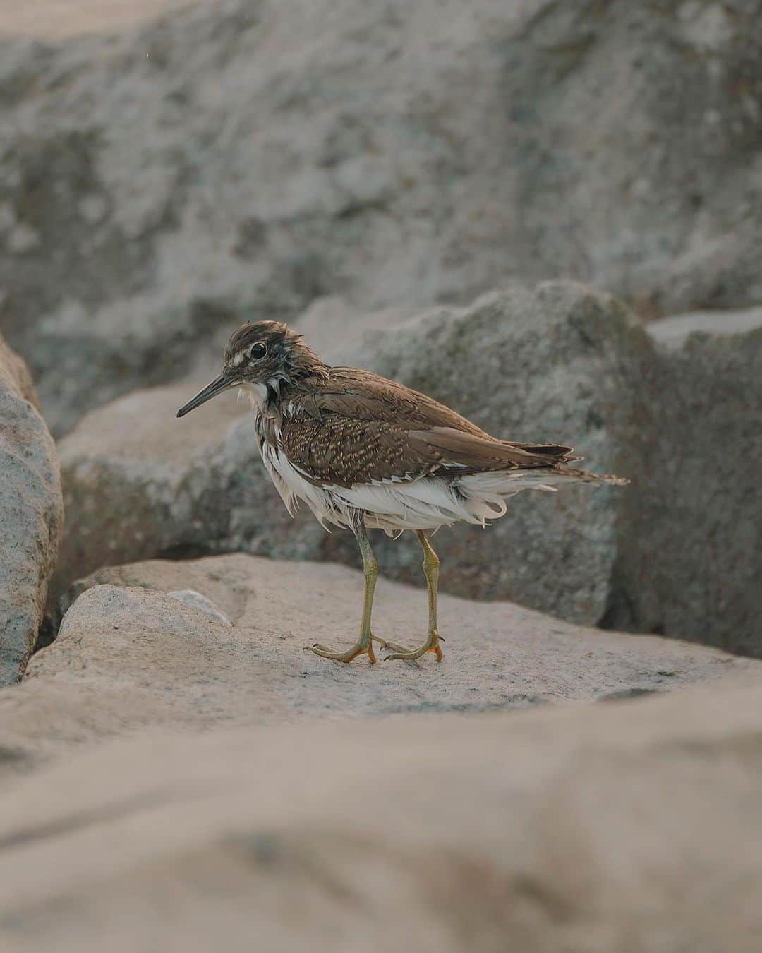 山田悠介のインスタグラム：「イソシギ  #イソシギ #sandpiper」