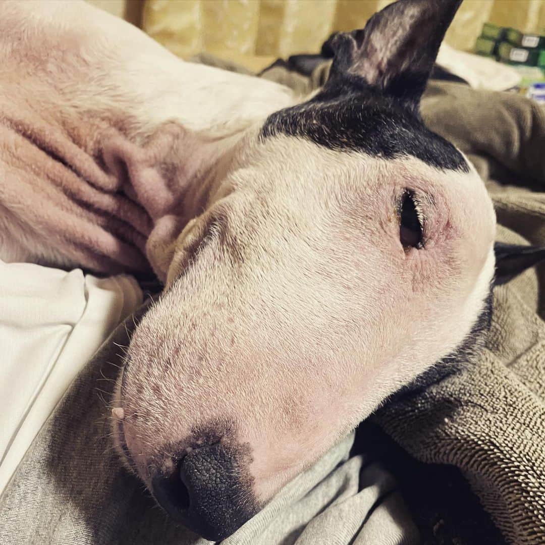 Q太郎さんのインスタグラム写真 - (Q太郎Instagram)「#minituru#bull#terrier#minibullterrier#miniturubullterrier#dog#dogstagram#cute#qtaro#love#family#ミニチュア#ブルテリア#ミニチュアブルテリア#Q太郎」10月23日 17時29分 - qtaro.jun