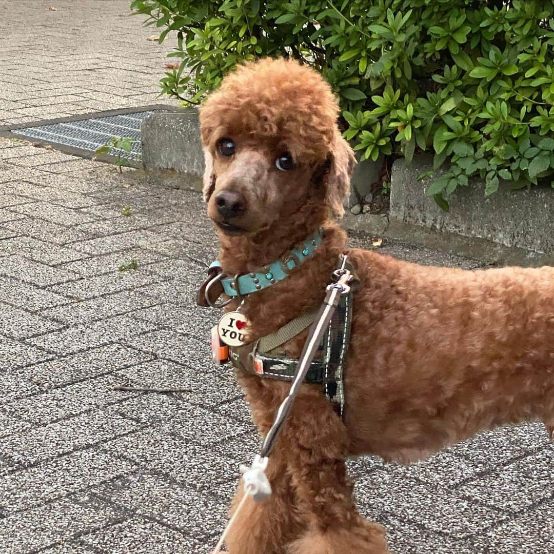 五味隆典のインスタグラム：「顔バリで綺麗にしてもらいました😊踊れる子がいたよ🐶  #プードル#顔バリ #顔バリプードル」