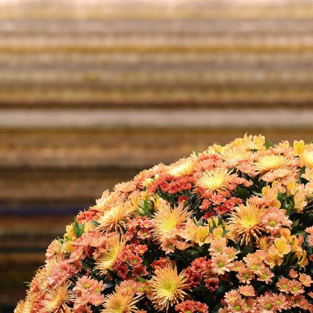 Imperialhotel_jp_帝国ホテル 公式のインスタグラム：「. ～今月のロビー装花～  詳細は @imperialhotel_jp_official プロフィールリンクより「帝国ホテル 東京サイト」→「おすすめ情報」→「今月のロビー装花」へ。  *********  1週間毎に深みのある色合いのお花を加え、徐々に色づく紅葉を表現する今月のロビー装花は、10月31日（火）までを予定しております。 この機会にぜひ足を運んで、秋の装花をお楽しみください。  #japan#帝国ホテル#帝国ホテル東京#imperialhotel#hotel#imperialhoteltokyo#travellermade#ロビー装花#第一園芸#花のある暮らし#花#植物のある暮らし#flower#flowers#flowerstagram#ガーデニング#フラワーアレンジメント#映えスポット#インスタ映え#アルストロメリア#スプレーマム#アナスタシア#帝国ホテルのロビー装花#銀座#秋#お花#今月のロビー装花#日比谷#紅葉#装花」