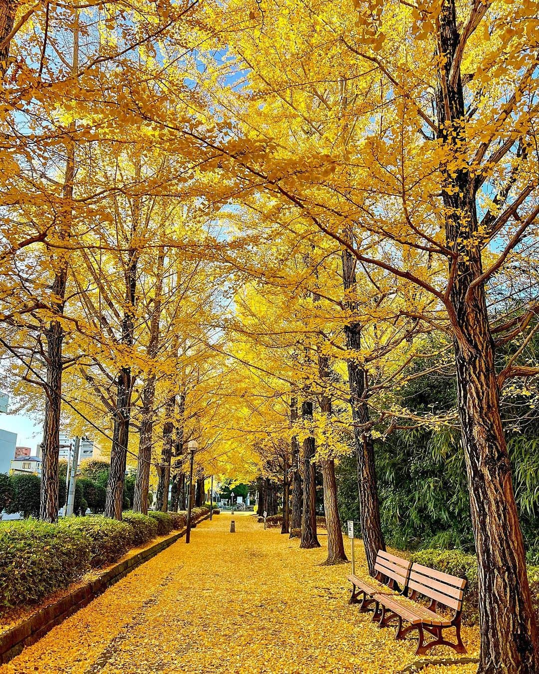 TOBU RAILWAY（東武鉄道）さんのインスタグラム写真 - (TOBU RAILWAY（東武鉄道）Instagram)「. . 📍Utsunomiya – Utsunomiya Station East Park Don’t miss the stunning scenery of the lined ginkgo trees!  . Utsunomiya Station East Park is located in Tochigi Prefecture. The best time to see the autumn leaves here is from early to mid-November.  There are around 60 ginkgo trees planted in the park. During the autumn leaves season, a yellow tunnel of ginkgo trees stretching for around 170m is created. This beautiful ginkgo tunnel is truly an excellent photography spot. Every year many visitors come to appreciate the scenery and enjoy taking pictures. Check it out when you visit Utsunomiya. 📷by @let.it.bbb Thank you! . . . . Please comment "💛" if you impressed from this post. Also saving posts is very convenient when you look again :) . . #visituslater #stayinspired #nexttripdestination . . #utsunomiya #autumnleaves #ginkgotreerow #recommend #japantrip #travelgram #tobujapantrip #unknownjapan #jp_gallery #visitjapan #japan_of_insta #art_of_japan #instatravel #japan #instagood #travel_japan #exoloretheworld #ig_japan #explorejapan #travelinjapan #beautifuldestinations #toburailway #japan_vacations」10月23日 18時00分 - tobu_japan_trip