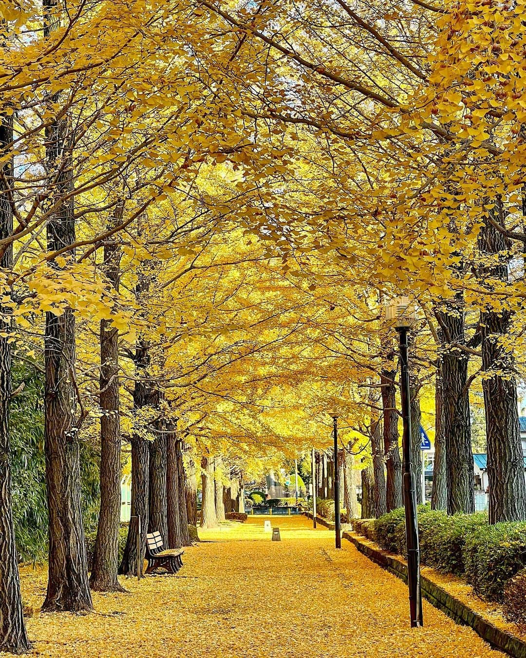 TOBU RAILWAY（東武鉄道）のインスタグラム：「. . 📍Utsunomiya – Utsunomiya Station East Park Don’t miss the stunning scenery of the lined ginkgo trees!  . Utsunomiya Station East Park is located in Tochigi Prefecture. The best time to see the autumn leaves here is from early to mid-November.  There are around 60 ginkgo trees planted in the park. During the autumn leaves season, a yellow tunnel of ginkgo trees stretching for around 170m is created. This beautiful ginkgo tunnel is truly an excellent photography spot. Every year many visitors come to appreciate the scenery and enjoy taking pictures. Check it out when you visit Utsunomiya. 📷by @let.it.bbb Thank you! . . . . Please comment "💛" if you impressed from this post. Also saving posts is very convenient when you look again :) . . #visituslater #stayinspired #nexttripdestination . . #utsunomiya #autumnleaves #ginkgotreerow #recommend #japantrip #travelgram #tobujapantrip #unknownjapan #jp_gallery #visitjapan #japan_of_insta #art_of_japan #instatravel #japan #instagood #travel_japan #exoloretheworld #ig_japan #explorejapan #travelinjapan #beautifuldestinations #toburailway #japan_vacations」