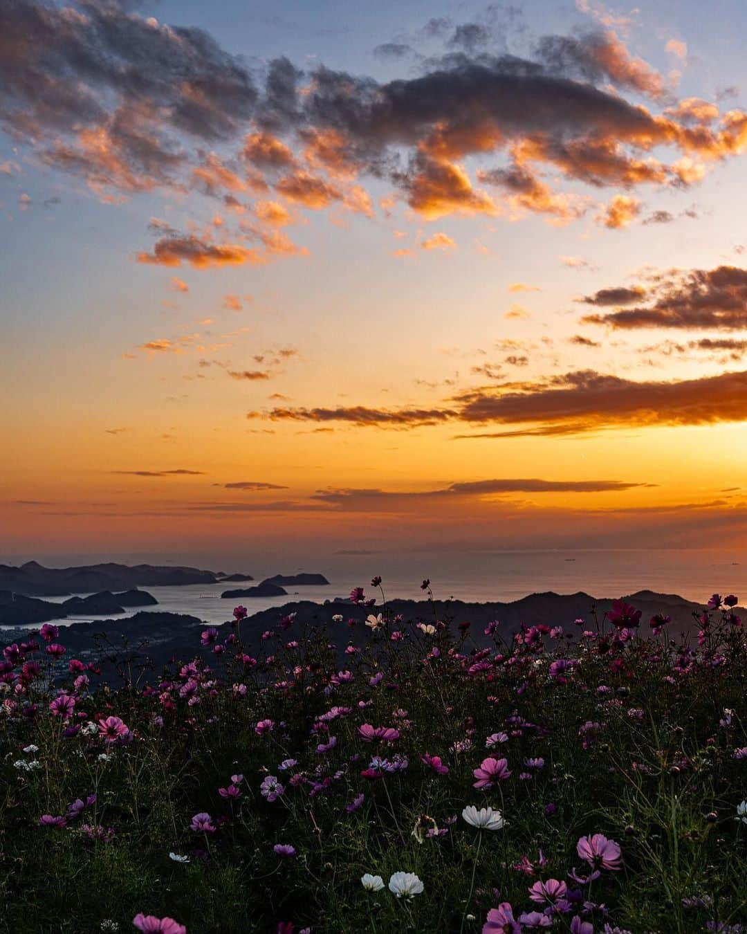 Visit Wakayamaのインスタグラム：「. A beautiful collaboration: autumn cosmos flowers and a soft sunset over Wakayama Bay. 📸 @taman_photo 📍 Washigamine Cosmos Park, Wakayama . . . . . #discoverjapan #unknownjapan #instajapan #landscape #japan #japantrip #japantravel #beautifuldestinations #wakayama #wakayamagram #explore #adventure #visitwakayama #travelsoon #visitjapan #travelgram #stayadventurous #igpassport #explorejapan #lonelyplanet #sustainabletourism #sunset #sunsetlovers #cosmos #cosmosflowers #arida #washigaminecosmospark #washigamine #wakayamabay #autumninjapa」