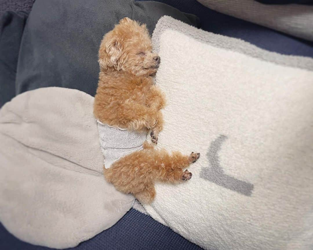 ふわさんのインスタグラム写真 - (ふわInstagram)「毎日見れるしあわせ。  #toypoodle#toypoodlegram#dogsofinstagram#instadog#doglover#doglife#cutedog#sleepydog#dog#fuwamama#ふわ#ふわもこのふわ#トイプードル#ふわもこ部#犬バカ部#親バカ部#犬のいる暮らし#いぬすたぐらむ#最強寝顔」10月23日 18時12分 - huwayama