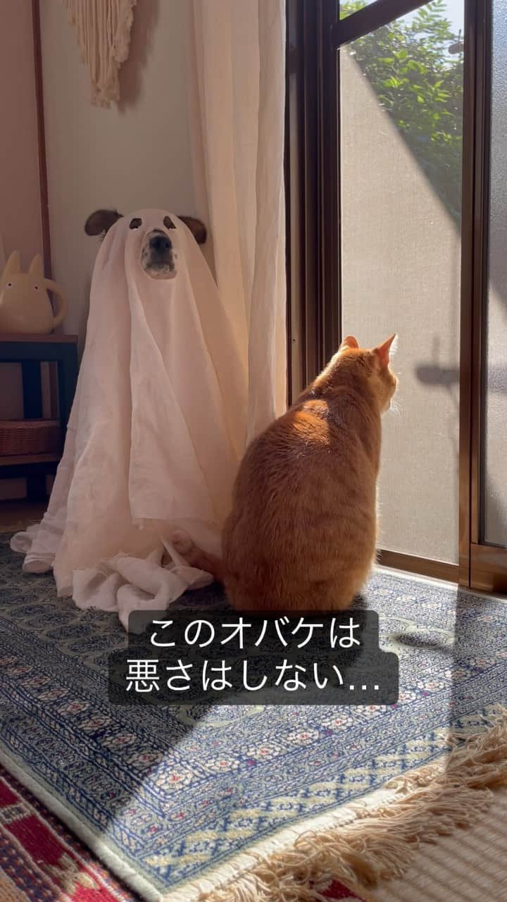 naomiのインスタグラム：「みんなの隣にも実はもう…  #ハロウィン #halloween  #元野良猫 #元保護犬 #犬と猫のいる暮らし  #ターとアグ #dogsofinsta  #catsagram  #cutedogs」