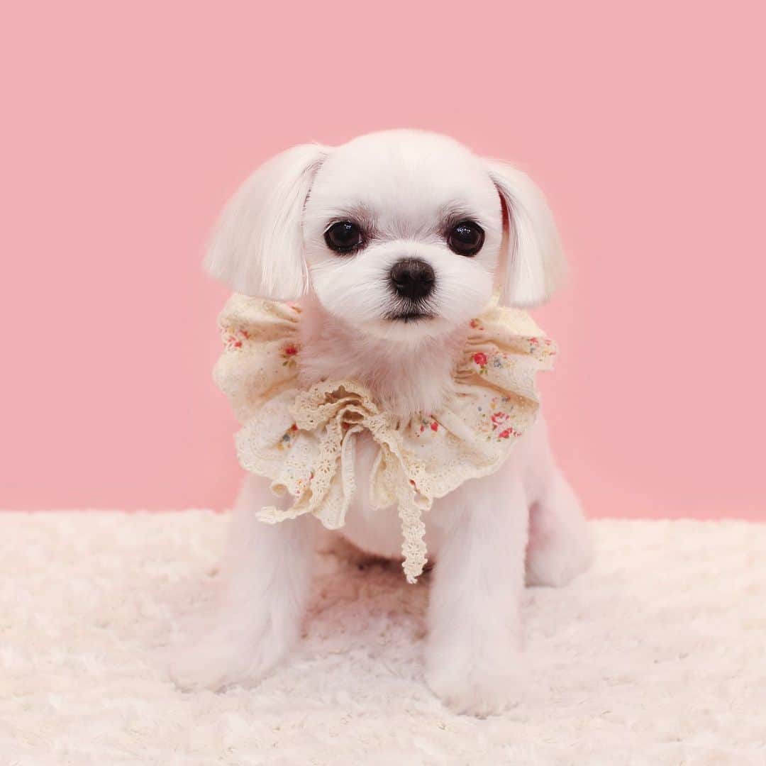 애견미용실 그루밍살롱のインスタグラム：「✂︎」