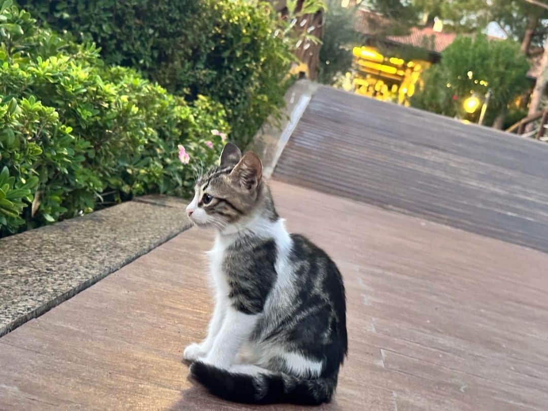 早田ひなさんのインスタグラム写真 - (早田ひなInstagram)「🇹🇷🐥🐈🫶🏻✨」10月23日 18時49分 - h_hina77