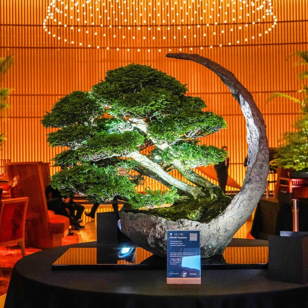 The Peninsula Tokyo/ザ・ペニンシュラ東京のインスタグラム：「秋もだいぶ深まってきました。ザ・ペニンシュラ東京では、11/2－14の期間、盆栽紅葉を1階「ザ・ロビー」に展示して皆さまのご来館をお待ちしております♪  Be a part of our exclusive one-day event. Experience the beauty of Japan's autumn with the maple bonsai trees, expertly crafted by the only Western Bonsai Master, while enjoying the finest champagne and canapés during the evening on November 2.」